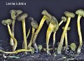 Leotia lubrica-amf1158-1